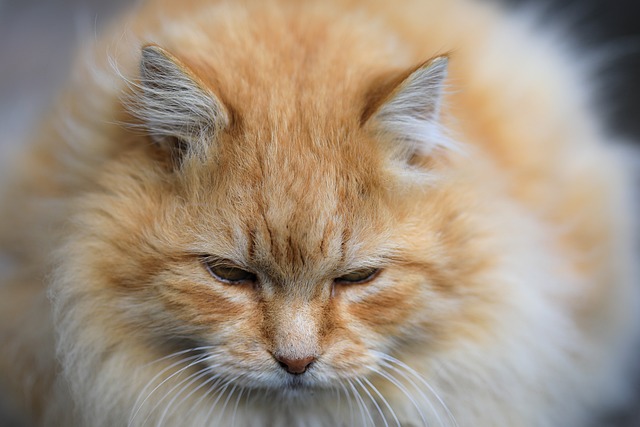 貓咪晚上太活躍，怎么調整作息跟我同步？